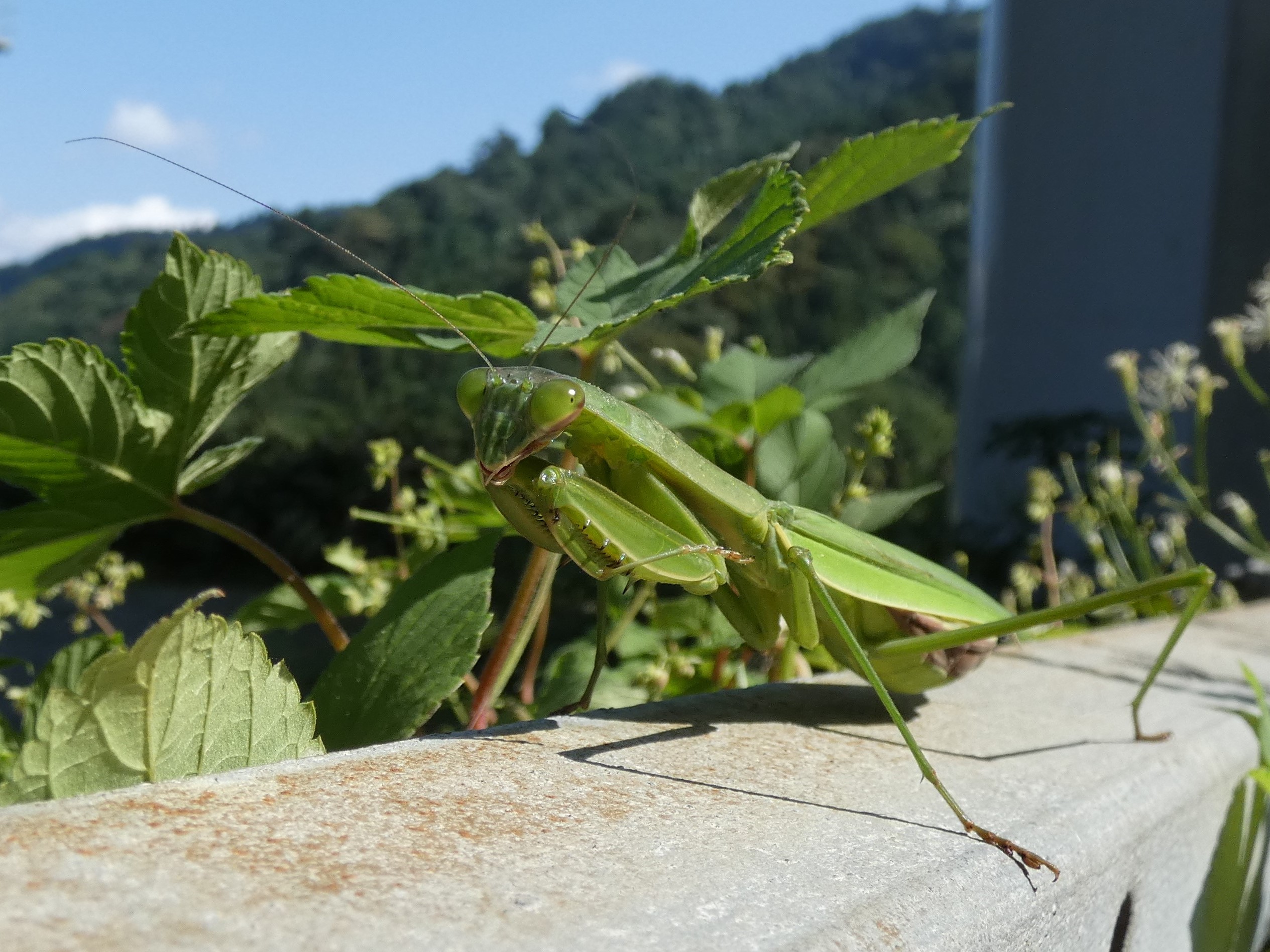 photo_4